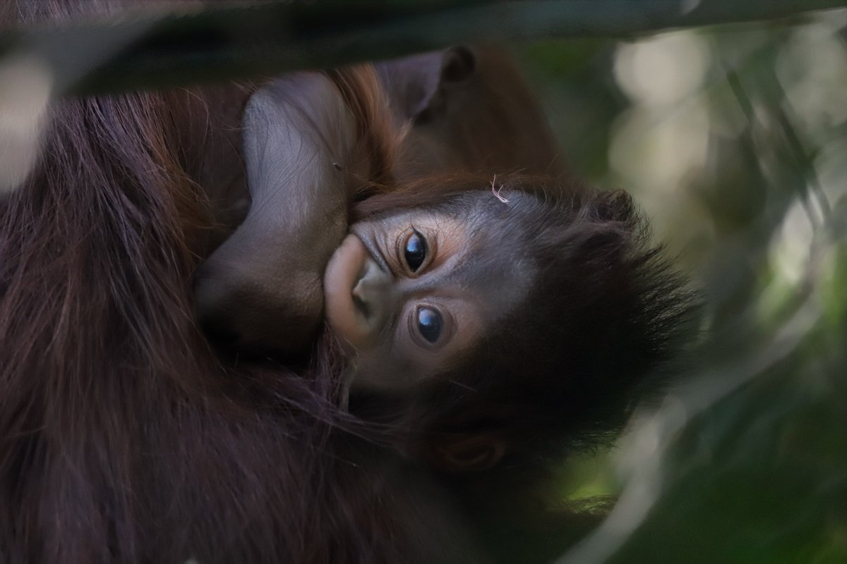 Los Angeles Zoo tweet media