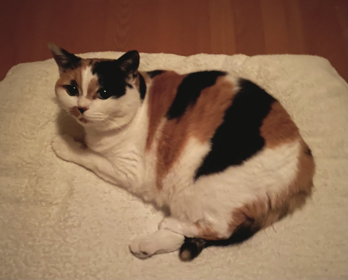 にゃんころもち にゃんころもち (@sakura_nyancolo) / Posts / X