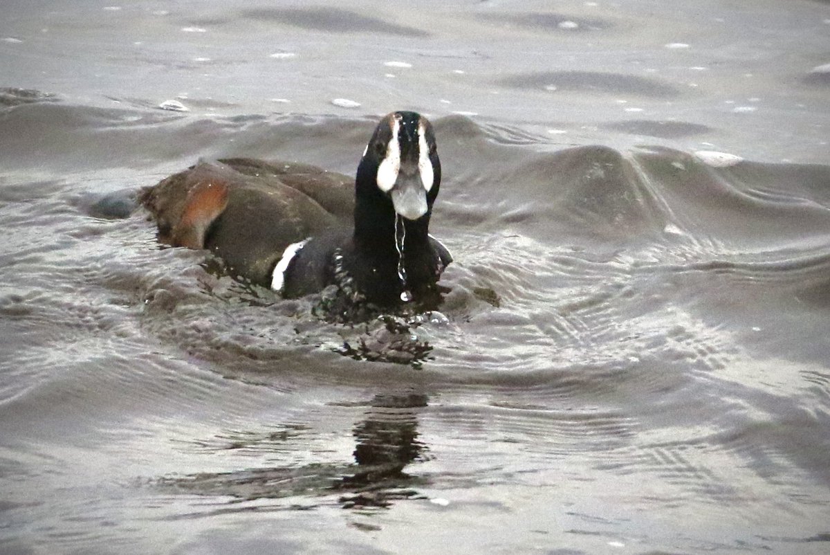 Neal Warnock tweet media