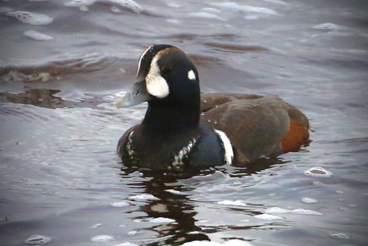 Neal Warnock tweet media