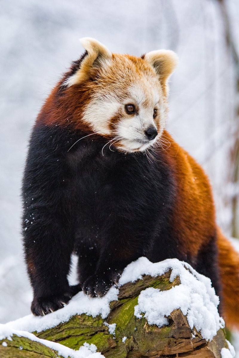 RedPandaNetwork's tweet image. Don’t let the first panda become the forgotten panda. 🐾💔

🌏 The global red panda population is in decline — there may be as few as 2,500 left in the wild. But we’re committed to helping red panda numbers continue to improve in our Nepal project areas through community-based…