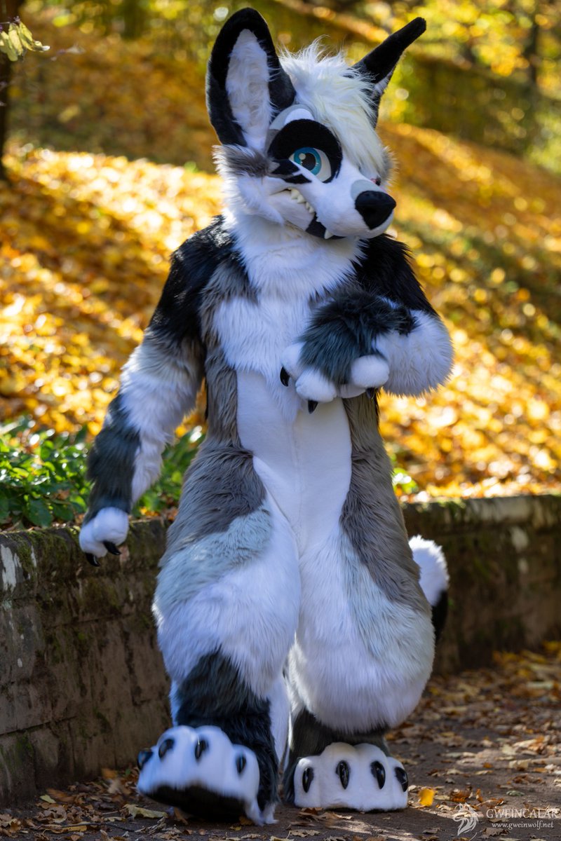 CatCandahan's tweet image. Final #MoreFurLessMonday in 2025. See you next year. Byyyee! 🫡