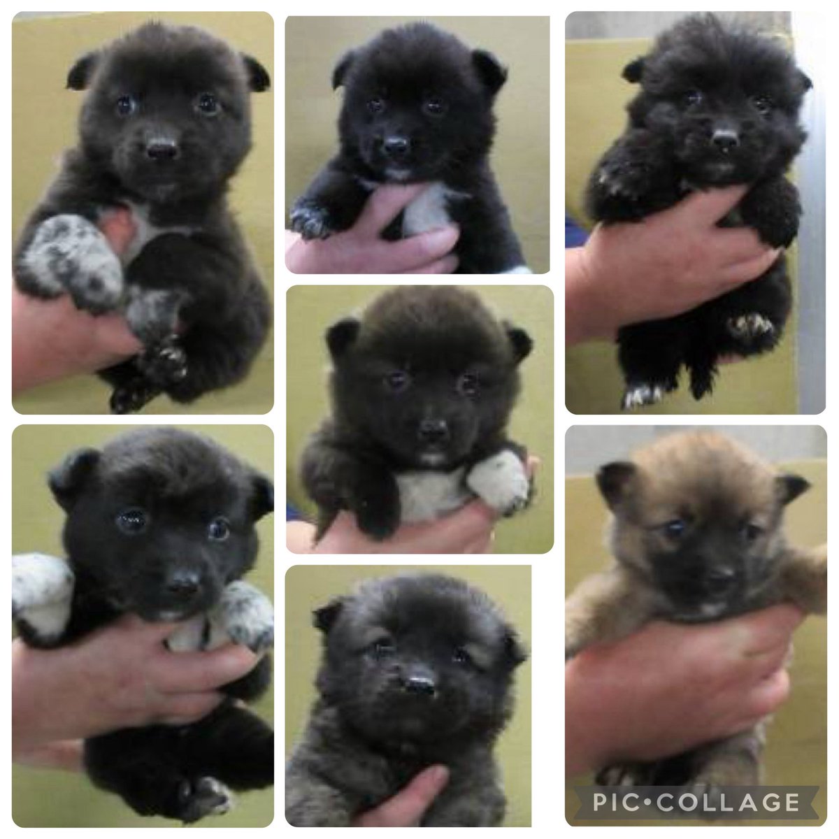 NoCulling's tweet image. 🟦香川県中讃保健所収容情報🟦
管理番号2530533〜9
生後1〜2か月7兄妹が保護されました
まだお母さんの側で甘えていたいのに…なぜこんな怯えた目をしなければならないの…、
怖い記憶なんて全部消えるほど思いきり幸せになってほしい🙏  
この子達の"家族”になって下さいませんか🙇

掲載期限 1月1日