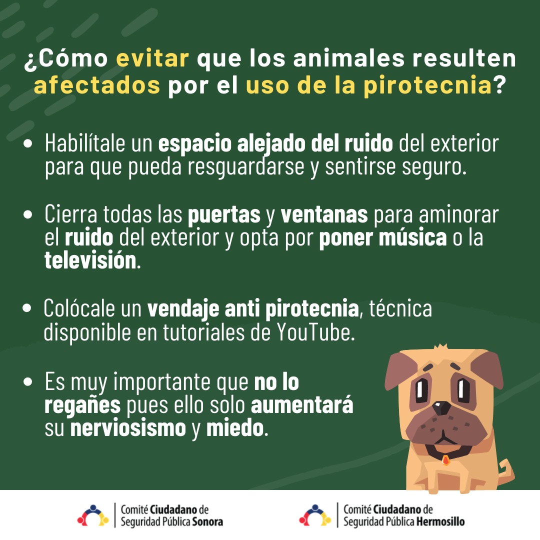 En estas fechas decembrinas, pensemos en quienes no pueden decirnos cuánto les duele el ruido. 🎄🐾
Celebrar no tiene que doler ni asustar: cuidar también es celebrar.

#NoALaPirotecnia 💚