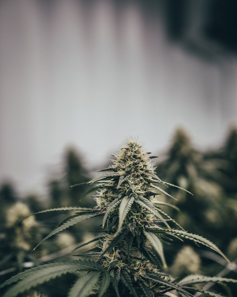 Aelius LED tweet media