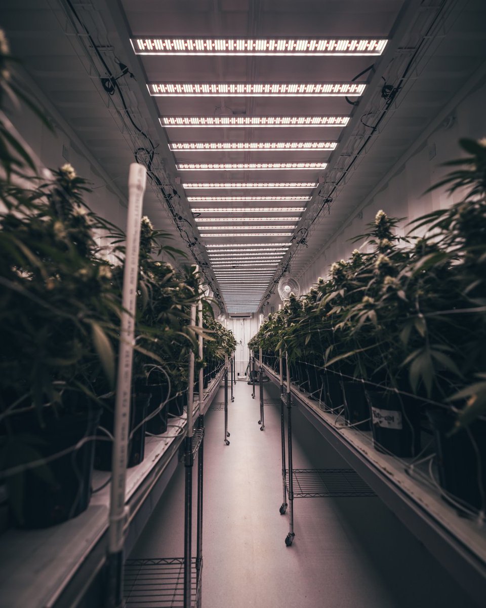 Aelius LED tweet media