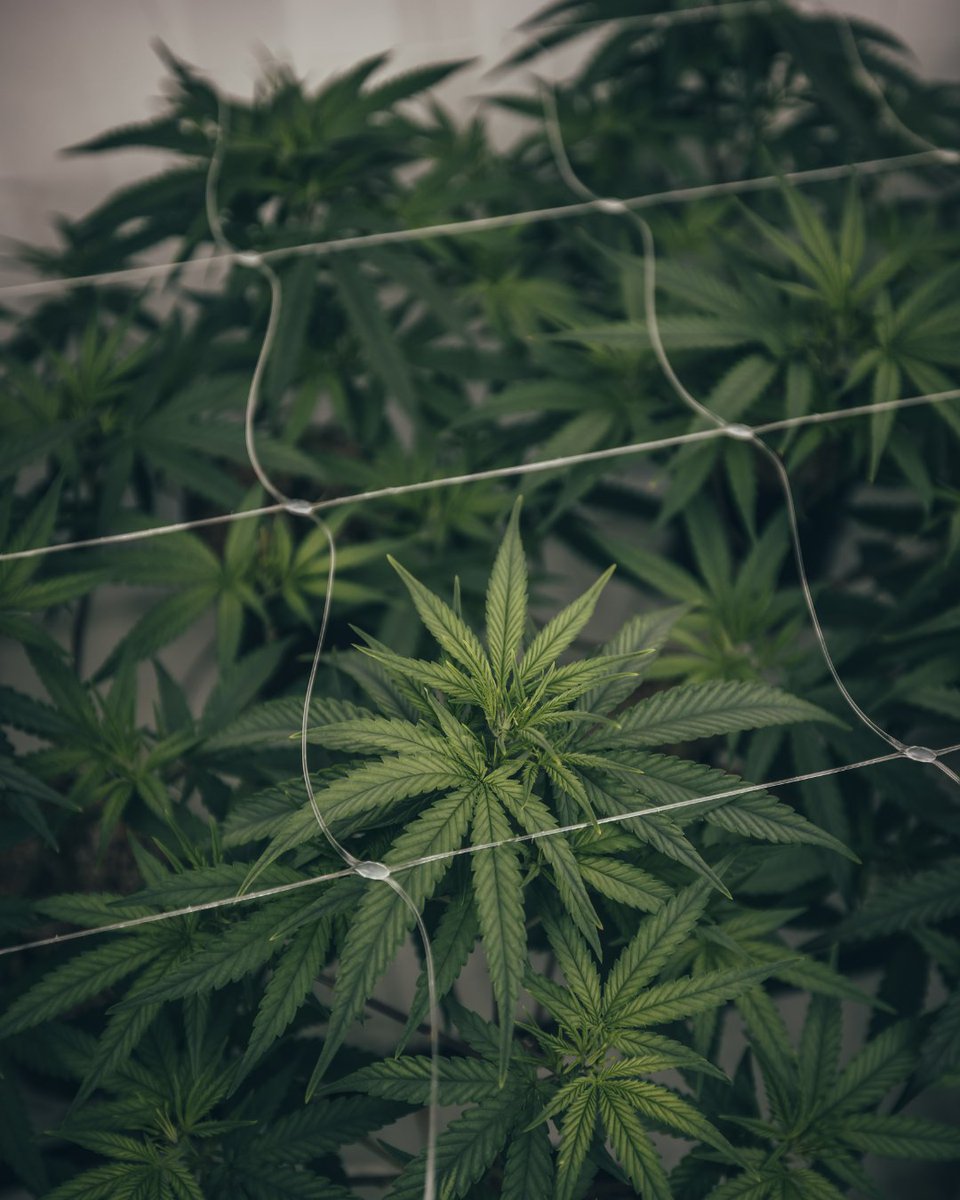 Aelius LED tweet media