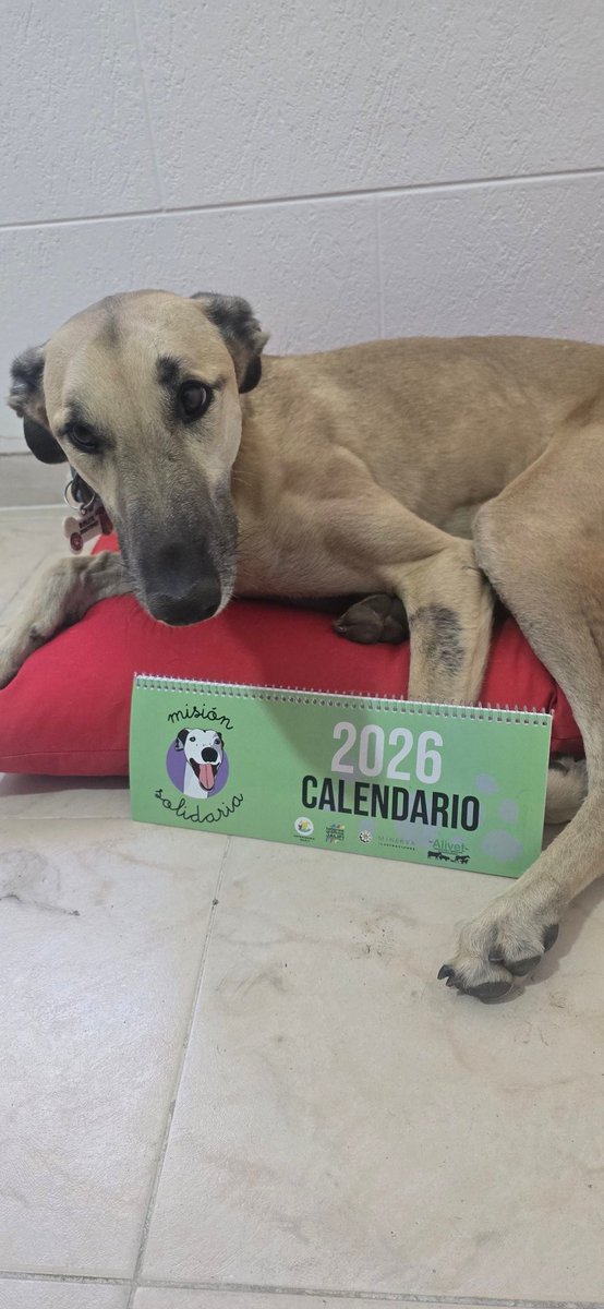 andreaferraciol's tweet photo. ¡Gracias, padrino, por el calendario de #MisionSolidaria! 🗓️ Después de la foto, lo pusimos en el estudio de mi mamá. 📸 #Calendario #Misión #Solidaridad @CasluPadin https://t.co/dLEwKcyDX7