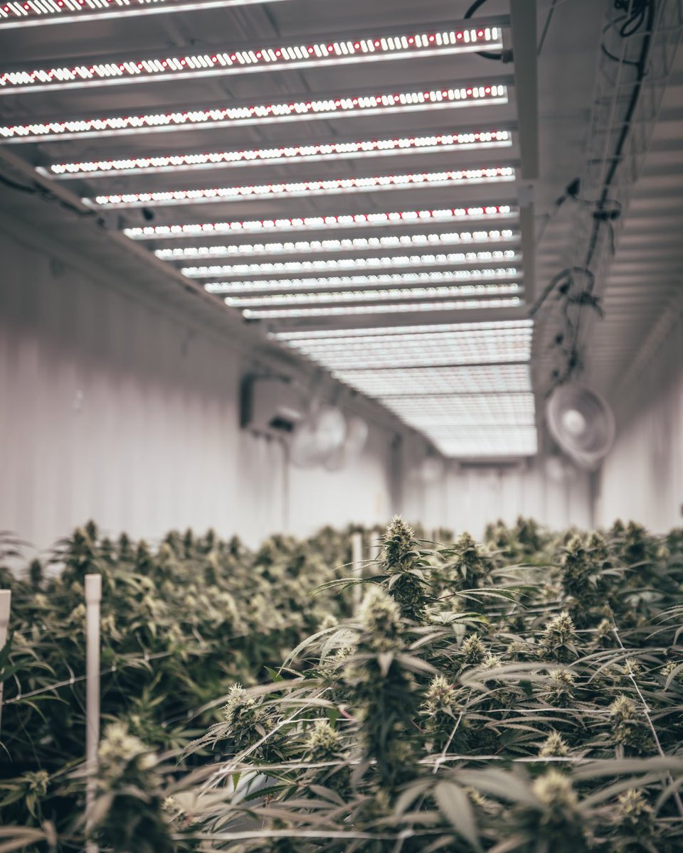 Aelius LED tweet media