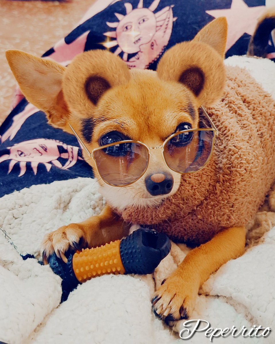 PEPERRITOO's tweet photo. Mañana vídeo de los juguetes favoritos de Peperrito 🐶 ⚽️ 🥎 ❤️ 

#Peperrito #Chihuahua #Mascotas #PerrosGraciosos #DogLover https://t.co/QEya3upLSO