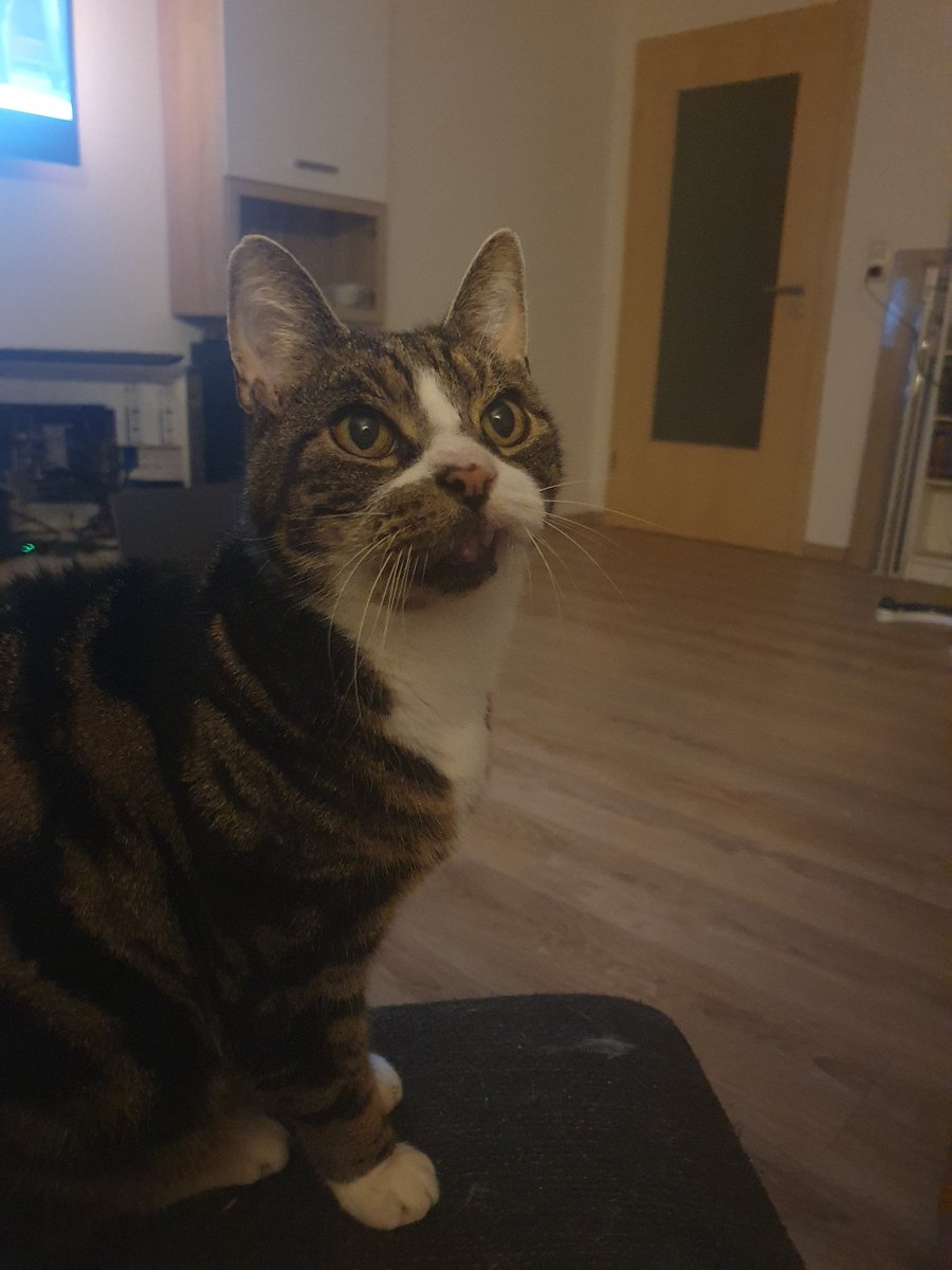 Einzahniger Pflegekater. 17 Jahre und fit wie ein Turnschuh.