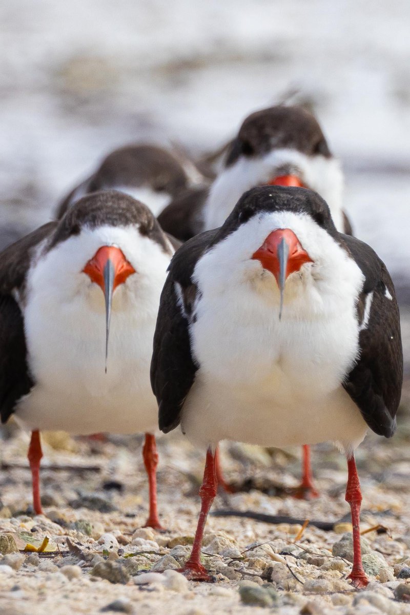 croffeepot's tweet image. i love skimmers bcus they look like if you asked a 4 year old to draw a bird. what are you.