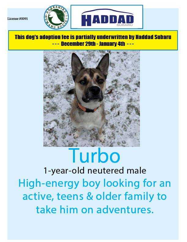 Turbo is our <a href="/HaddadSubaru/">Haddad Subaru</a> Dog of the Week! If you adopt Turbo by January 4th, a portion of his adoption fee will be underwritten by Subaru!  
berkshirehumane.org/adopt/dogs/
#adoptadog