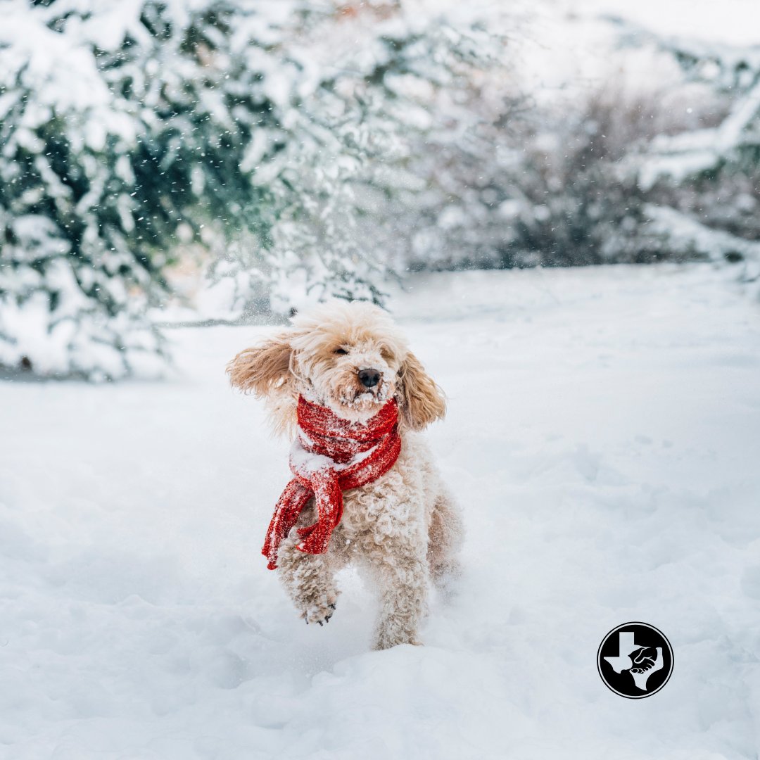 GermaniaIns1896's tweet image. Cold weather can be tough on our furry friends. From proper shelter to paw protection, learn essential tips to keep your dogs and cats safe and warm during the chilly months.

👉 Read more: ow.ly/AV9150XKzwV

#PetSafety #WinterTips #GermaniaInsurance