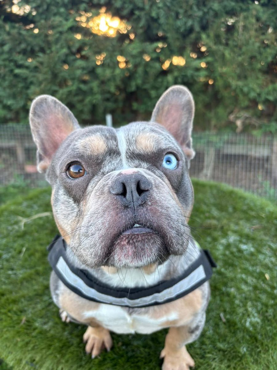 Animal Adoptions UK 🐕‍🦺🐈🐎❤️ tweet media