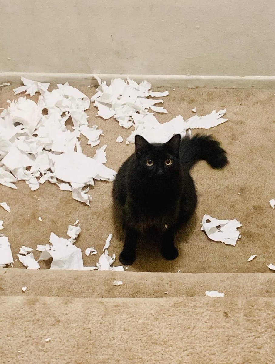 "We can talk all day about the rights and wrongs, but long story short, we're out of toilet paper"