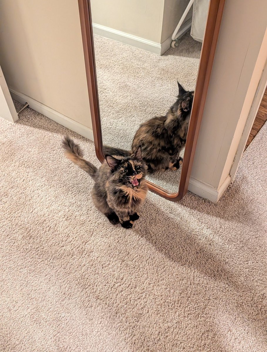 MeekyBlinders's tweet image. you're telling me i have to go to work when this thing is at home without me? fucked up!