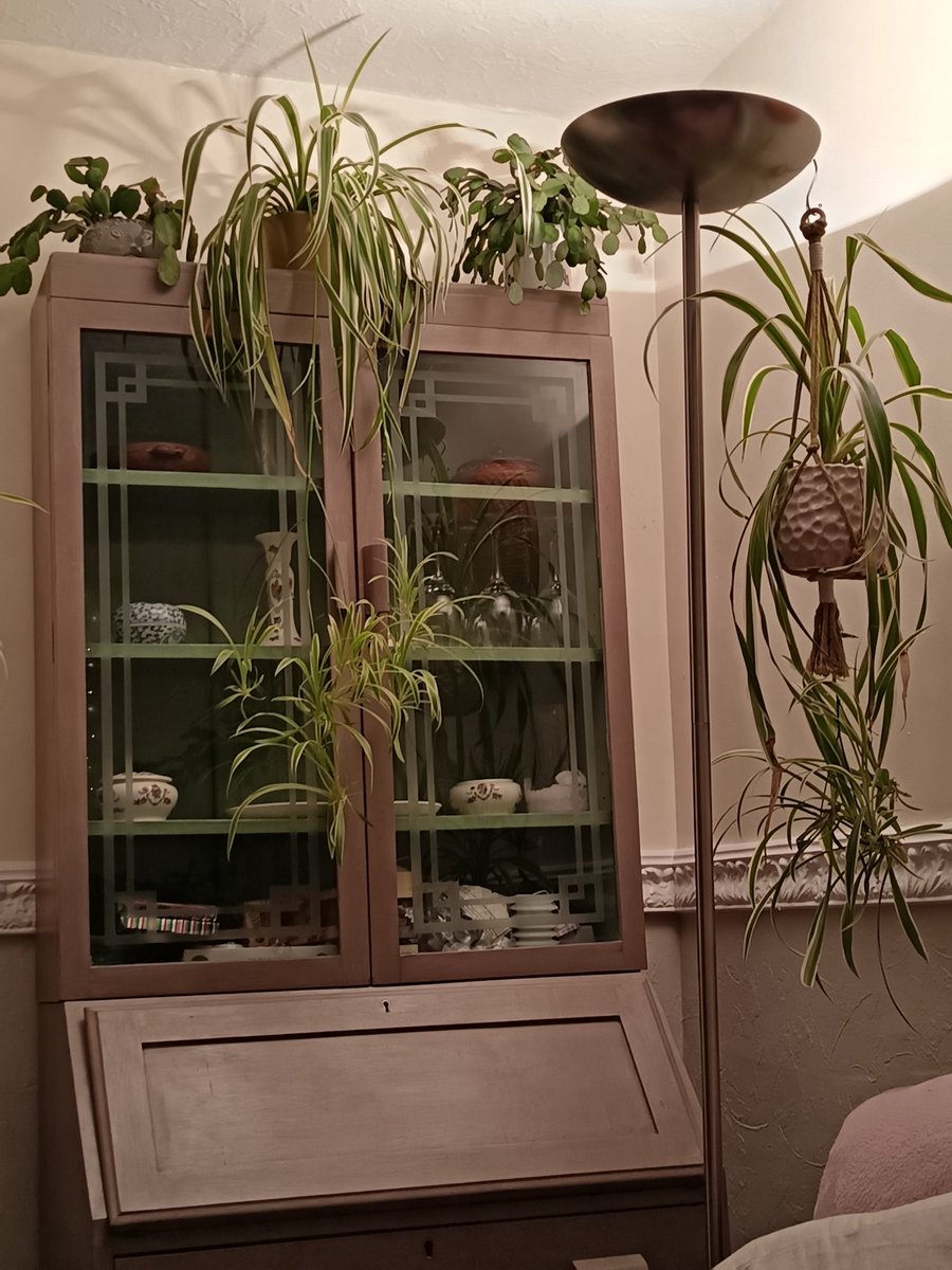 My indoor garden ❤️