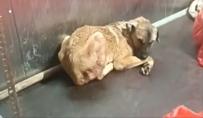 ABB Başkanı Mansur Yavaş’a soruyoruz:  
Biz neden bir belediyeye iftira atalım?  
Biz troll değiliz.  
Bizim tek amacımız var bu masum hayvanları yaşatmak.
Tek mücadelemiz de öldürenlere  karşı.

Ankara’da yaşam hakkı savunucularının büyük çoğunluğu zaten CHP’ye oy vermiştir 
O