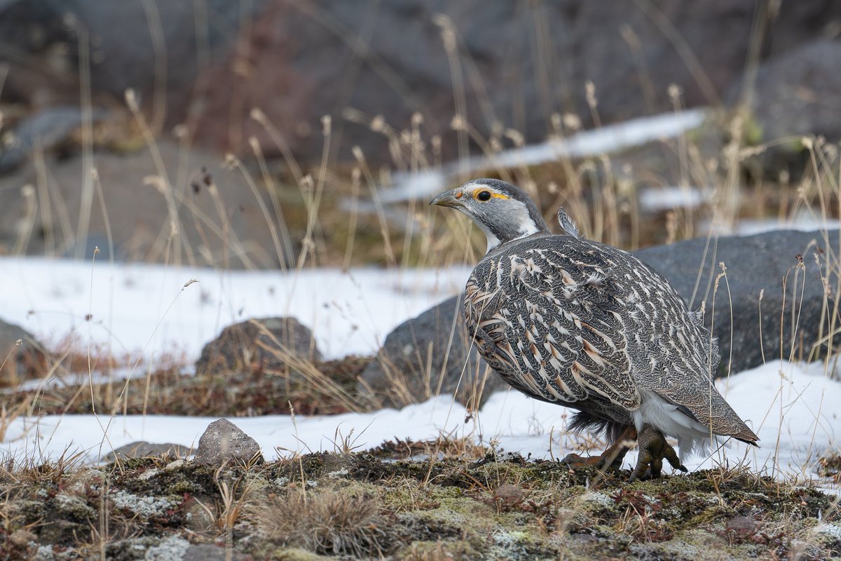 Thanasis Tsafonis tweet media
