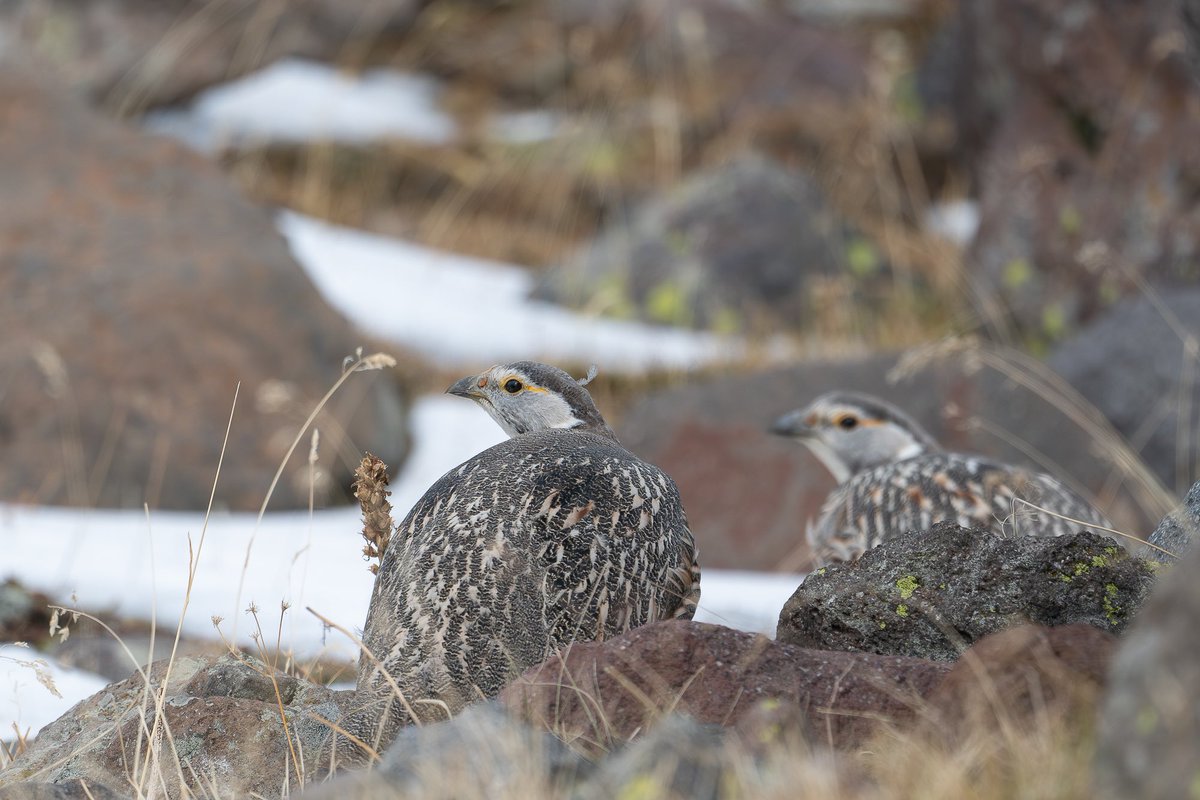 Thanasis Tsafonis tweet media