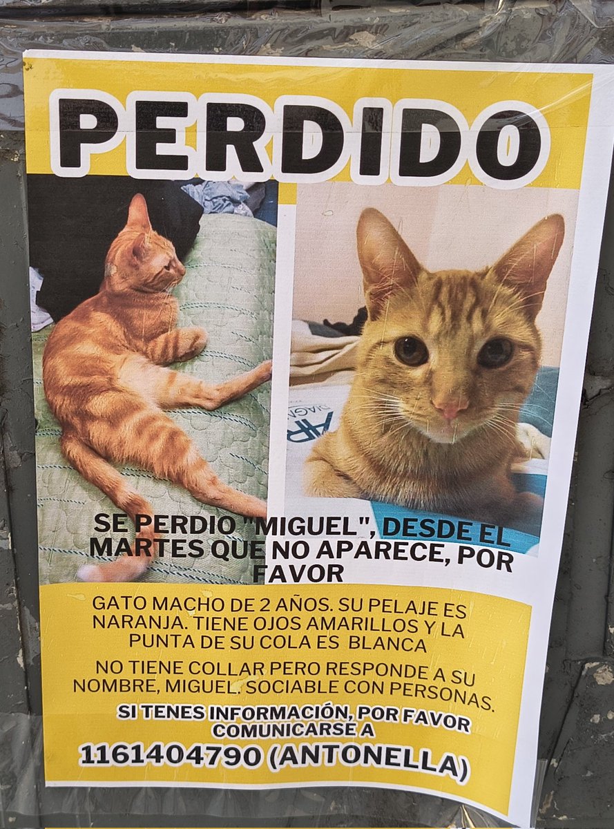 Miró y Ramón Falcón, Caballito.
A quien tenga información sobre el gato extraviado, se agradece que escriba al contacto que está a pie de página en el cartel. 
RT. 🙏