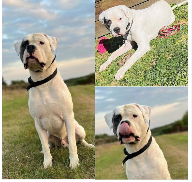 Je fais suivre le message :
Urgence ++ pour Voyd dogo lof de 1 an 1/2, 50 kg
Je recherche une FA pour le sortir d'une situation compliquée 
Plus d'informations sur : facebook.com/profile.php?id…