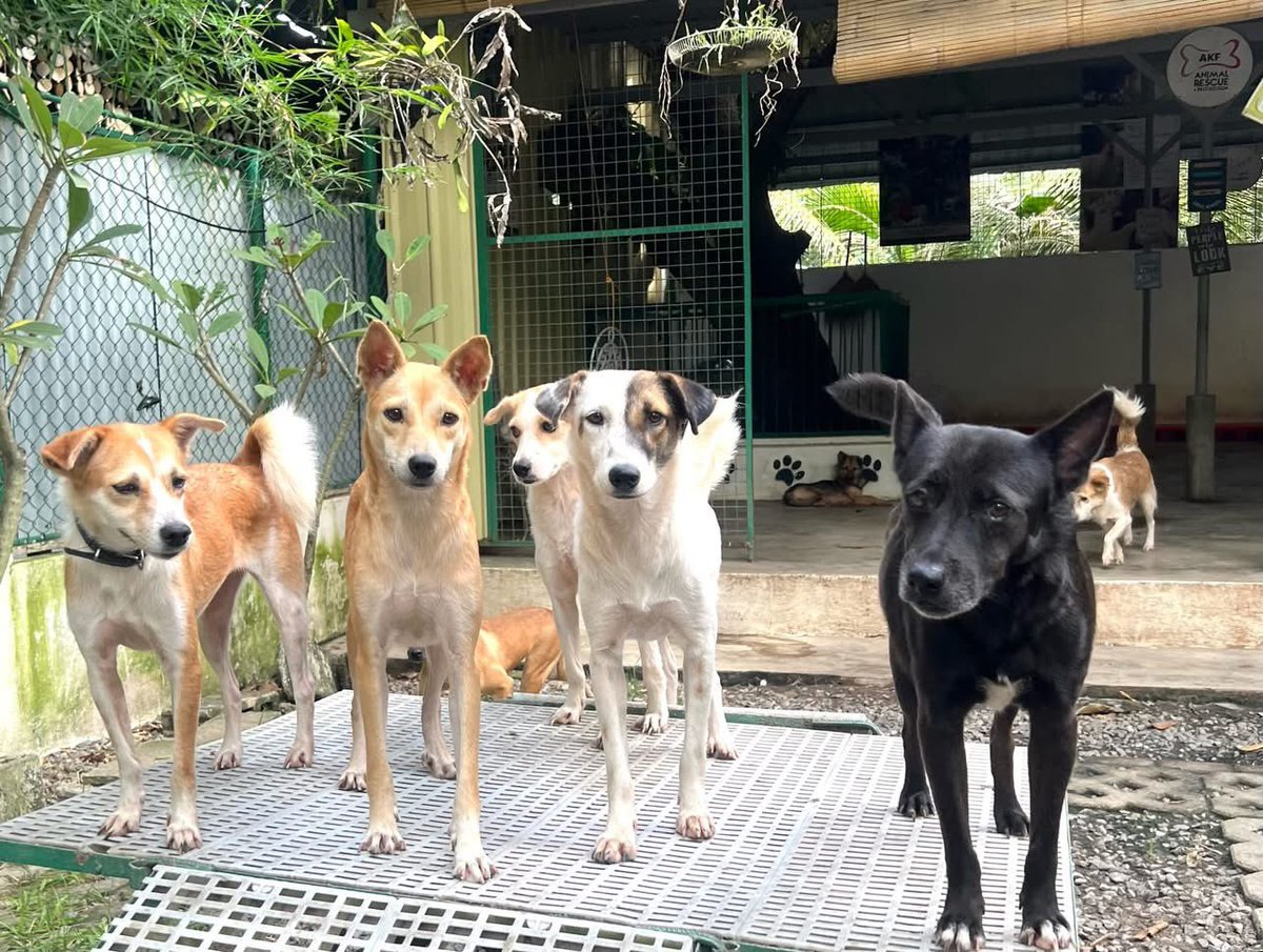 WHAT’S HAPPENING?

Shelter dogs gathered  early morning today.                         Their faces look worried. Their eyes are questioning.
They don’t know what is coming but they already sense  danger ahead.            

DON’T LIGHT THAT FIRECRACKER &amp; FIREWORKS!