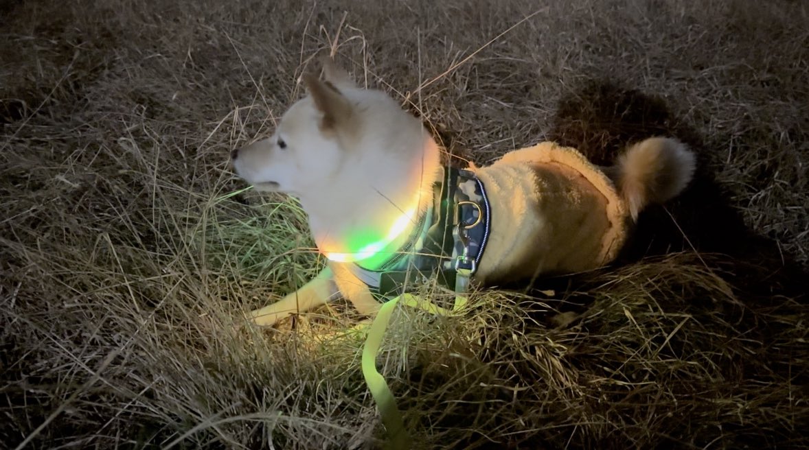 昨日昼寝したら4時間も寝てて、これは夜寝られへんな〜と思ってたけど普通に1時には寝てました😪
8時に起きて、犬の服などを洗濯してごはんもあげた。
これはおとといの散歩から帰りたくなくて拒否する光る柴犬。
帰ろ〜って言ったら聞いてないふりするからね。