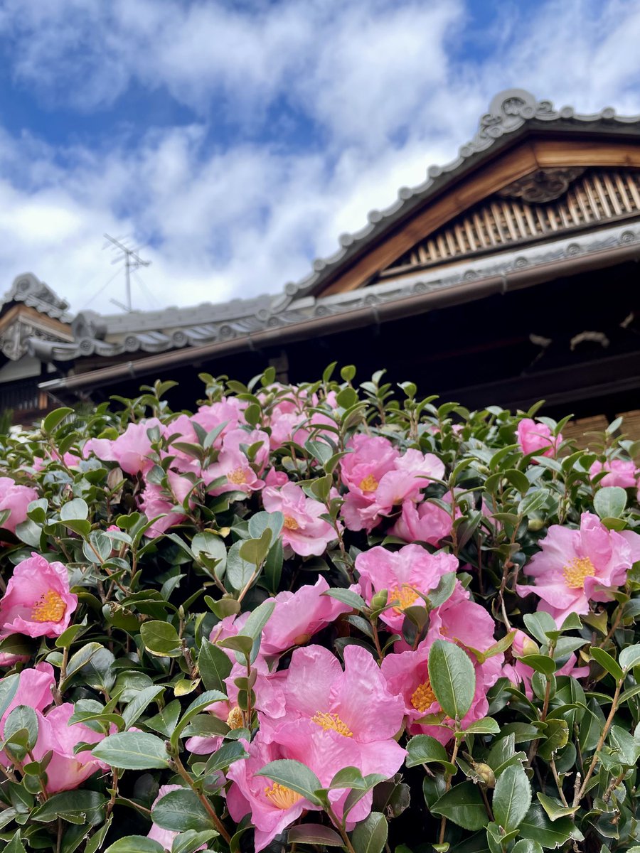 aaa192429's tweet photo. 山茶花/サザンカ
花言葉は『困難に打ち勝つ』他

年末年始用のお買い物
デパ地下　行けたかな

あの子たち
#会いたいね https://t.co/jnexKctRiZ