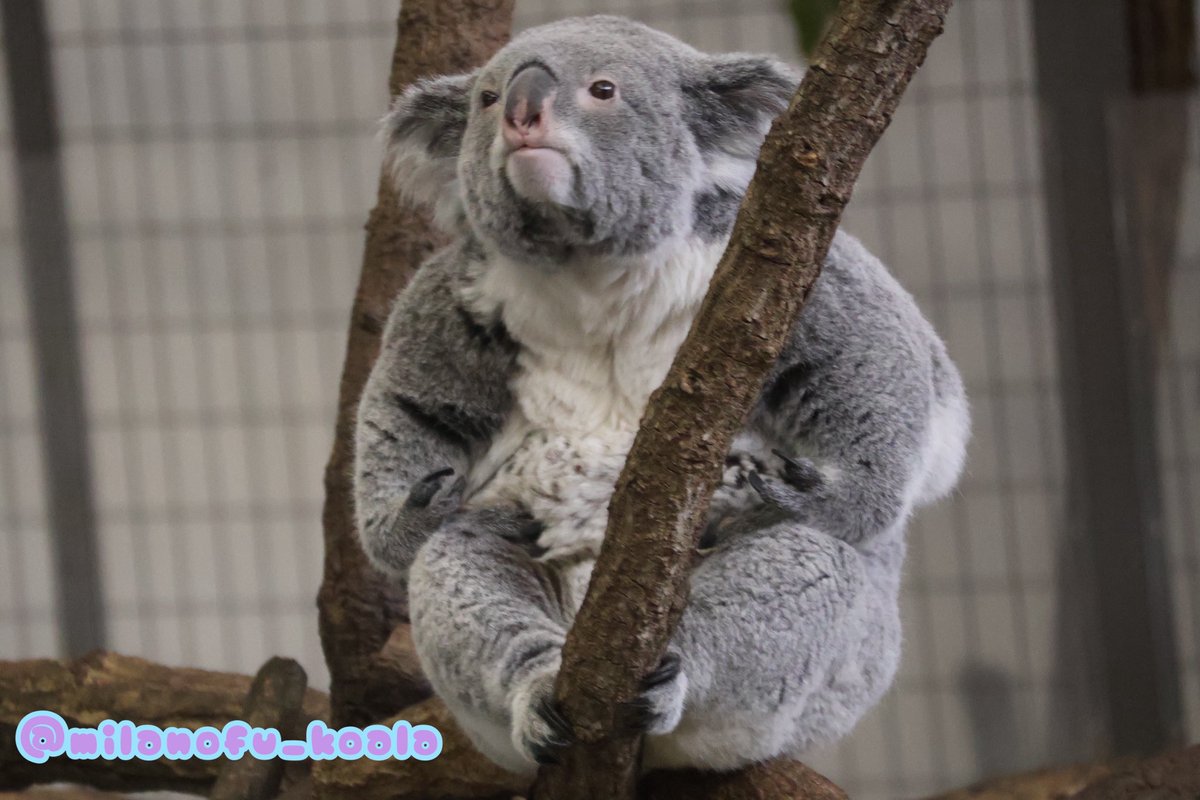 あら？💢喧嘩売ってるのかしら？💢
買ってあげようじゃないの💢
※こまちちゃんは優しいお母さんです
2025.12.28