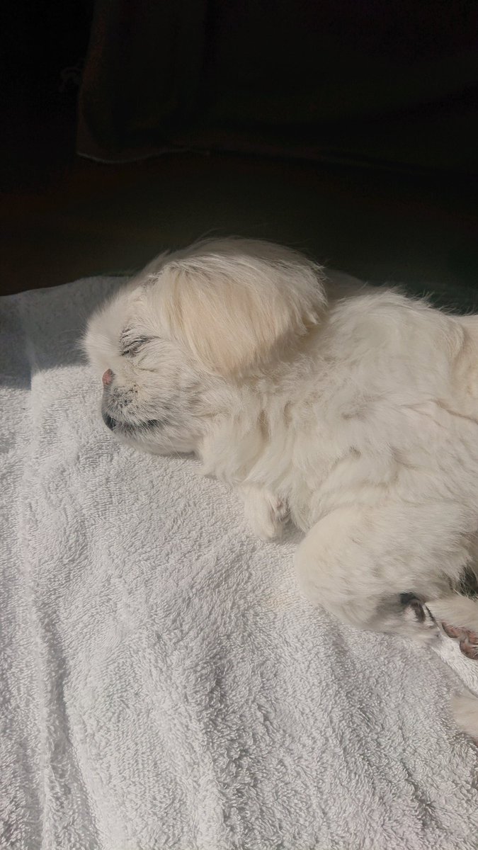 かおりん (@shiro0201_111) / Posts / X