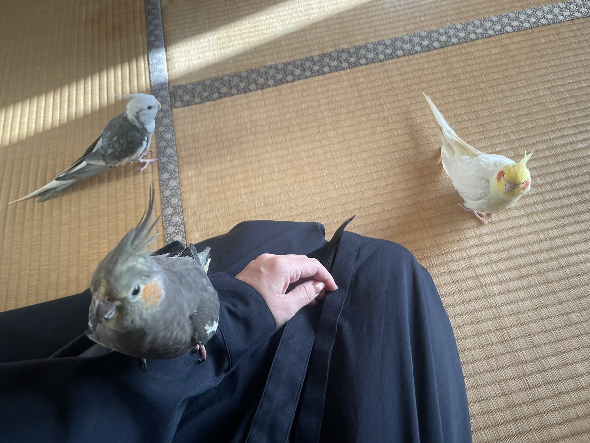 うさぎとインコと帰省中