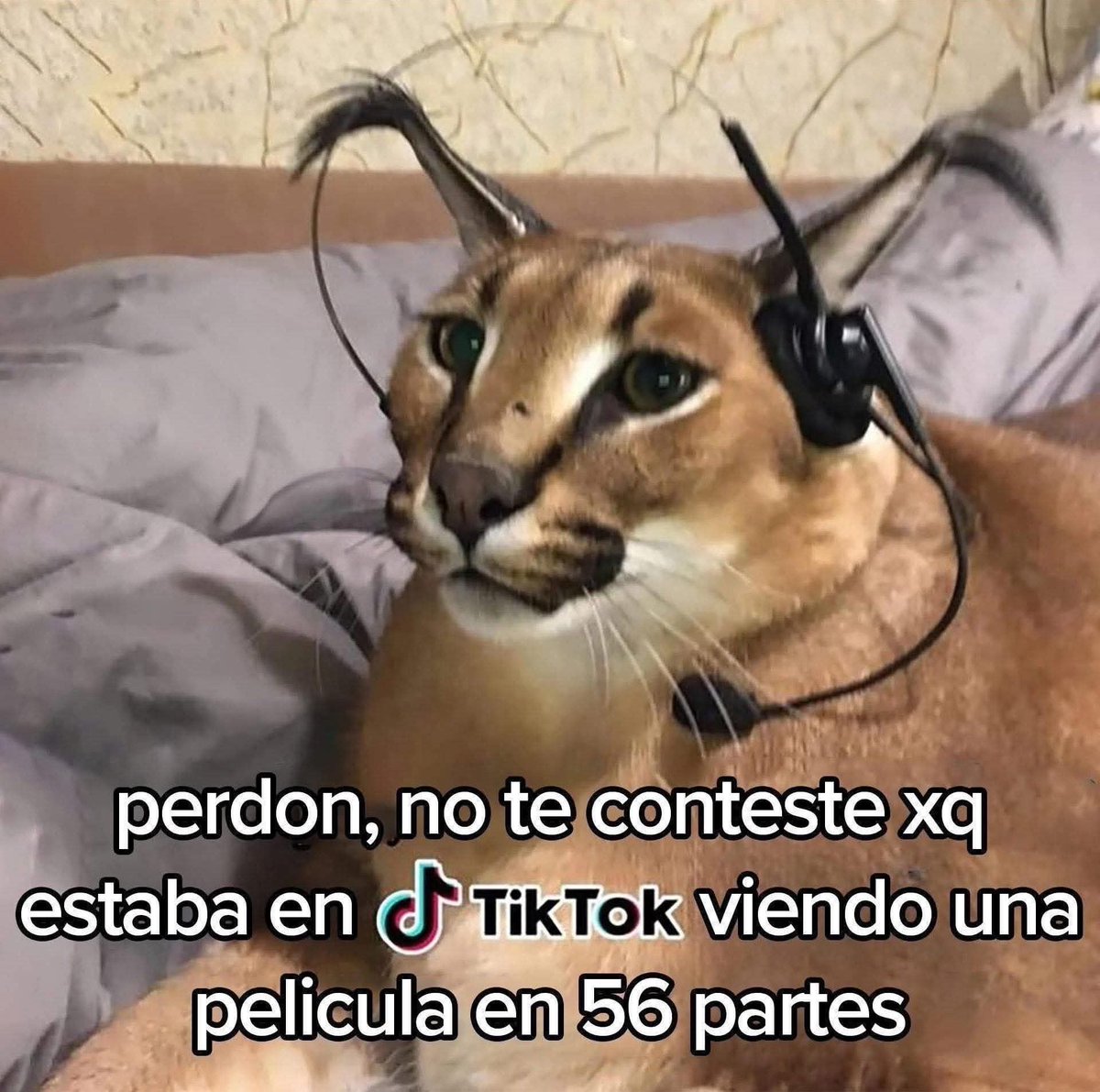 Animalesaprieto's tweet photo. https://t.co/6VifSC3IFd