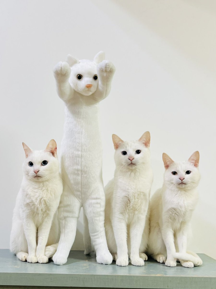 白猫🤍 みんにゃで、はいポーズ📱 仲間が増えましたよ😸✨ #猫好きさん