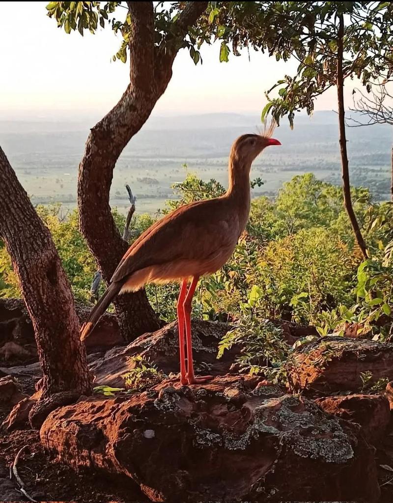 Morro do Paxixi!!
Camisão, Mato Grosso do Sul!!!

Imagem da Maritssa Rejane!!!