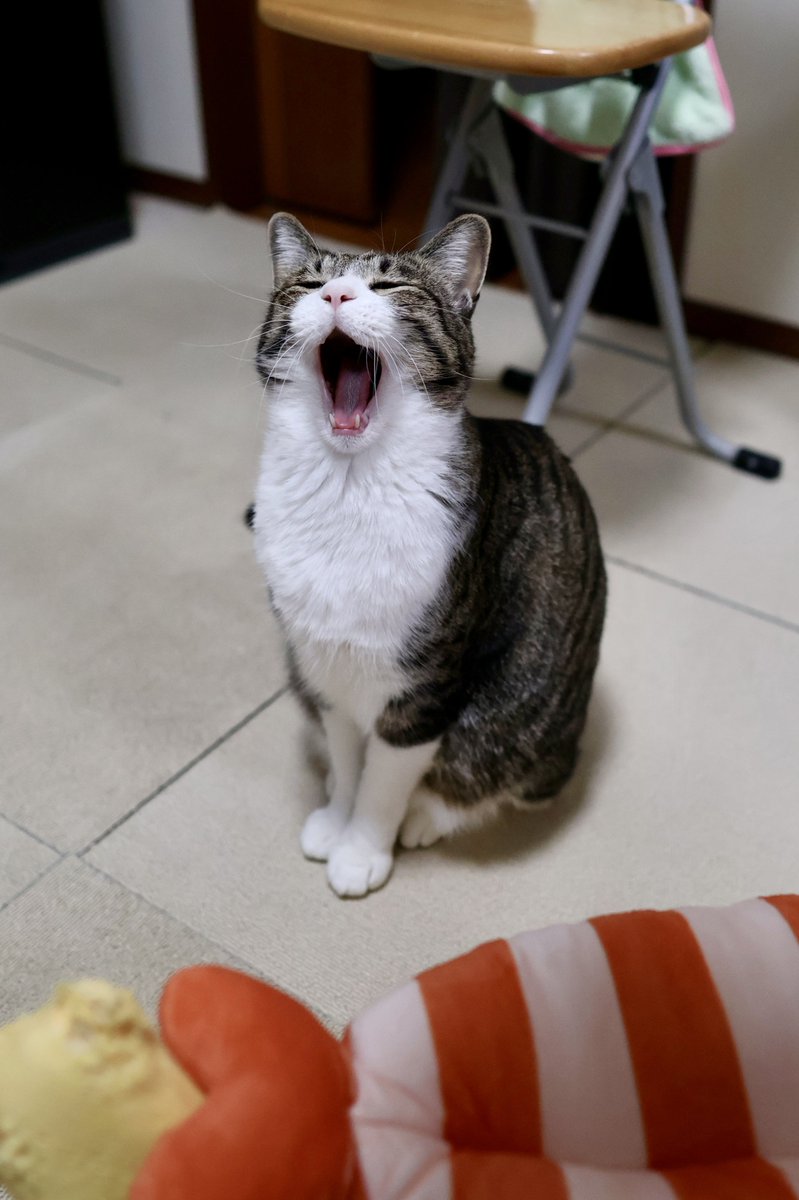 ぎんのねこ (@ginnonekoch) / Posts / X