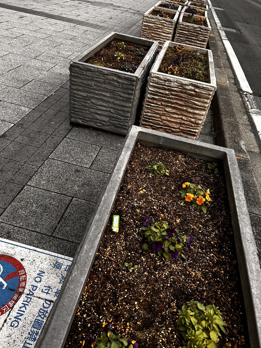 Dynamitemandom's tweet image. いつもの長野市は善光寺表参道を丁寧にポイ捨てゴミ拾った年の瀬の朝です！エグいです！こんなによくポイ捨てできるね一ンチ二日で😅って感想です！ゴミ凍ってなくて良かった！また明日😌ゴミ総数478個🗑️