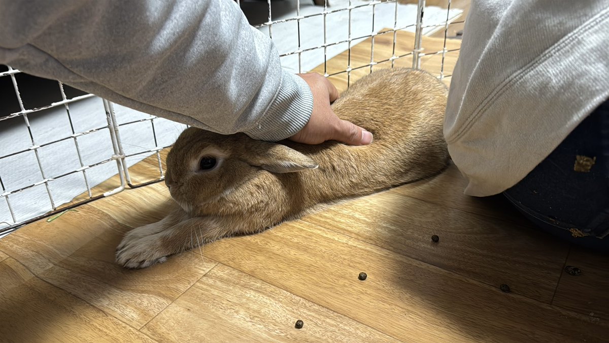coco_usagi37's tweet photo. モカ君、可愛過ぎませんか🤣 https://t.co/erxzNA5oJN