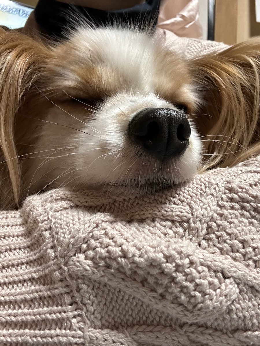 charles_1204's tweet photo. 昨日から帰省中です✨シャルルちゃん疲れてねむねむ💤

 #パピヨン  #犬好きさんと繋がりたい https://t.co/FhZSdk5V6s