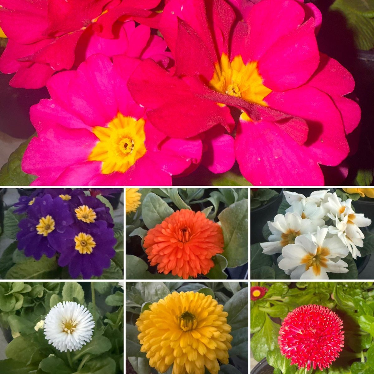 Producción y Ventas - Colorido invierno 2026 en plantas de exterior: #Prímulas #Bellis y #Tagetes en flor.

#ViverosBoecillo
#ViverosRabadanYCalleja 
#PrispalGarden 
#AhoraFloresYPlantas