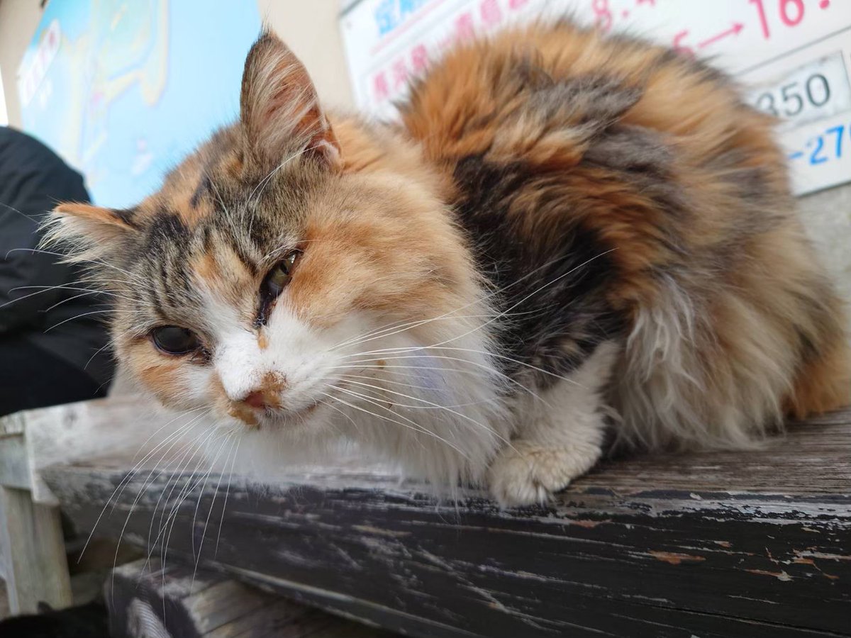 青島猫を支援する会-青島・島民15人猫100匹以上の島- tweet media