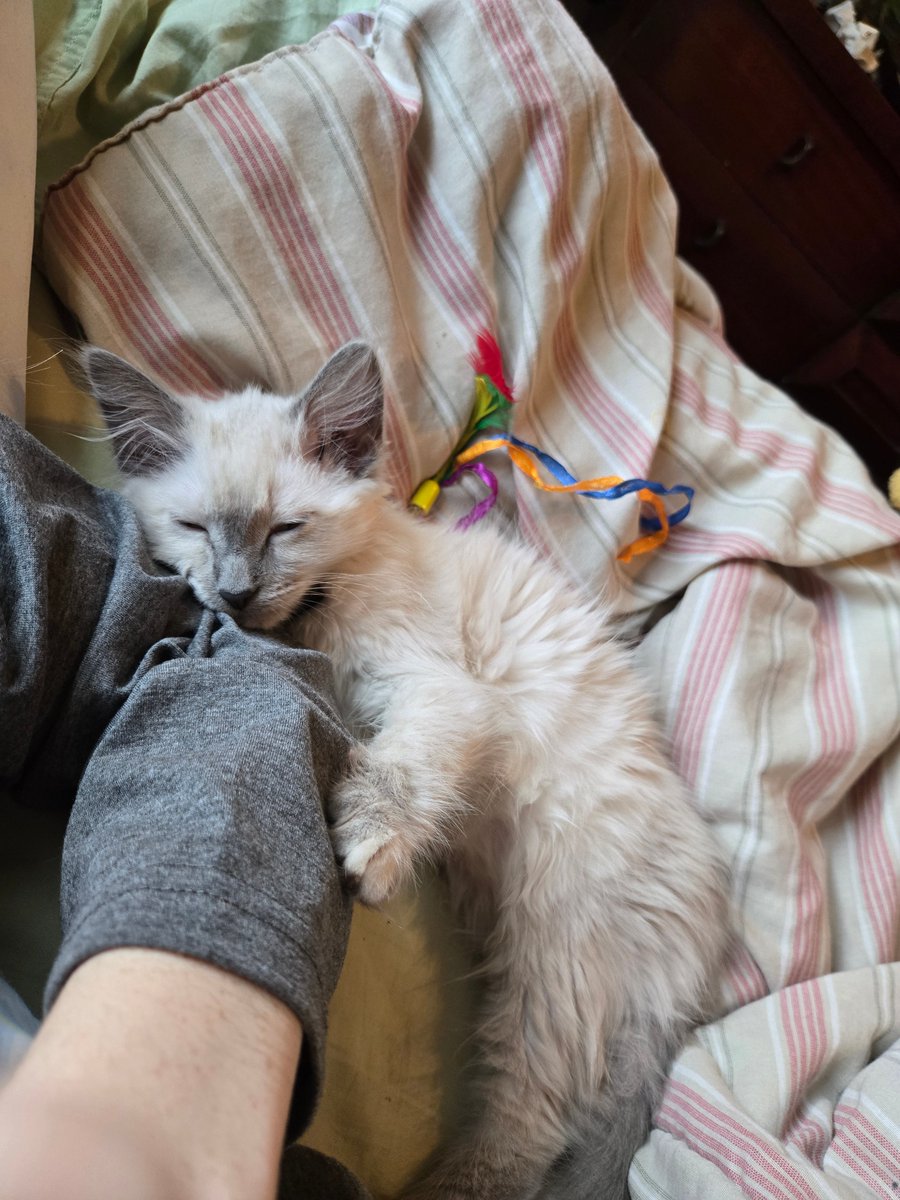 Just got a cute kitty :>