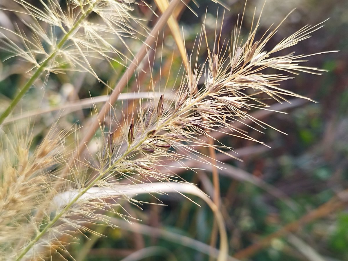 b*m様 ❤️根充実❤️沢山新芽❤️逞しい株元❤️564【Ash】【ATLAS】 ATLAS (@atlas06266995) / Posts and Replies / X