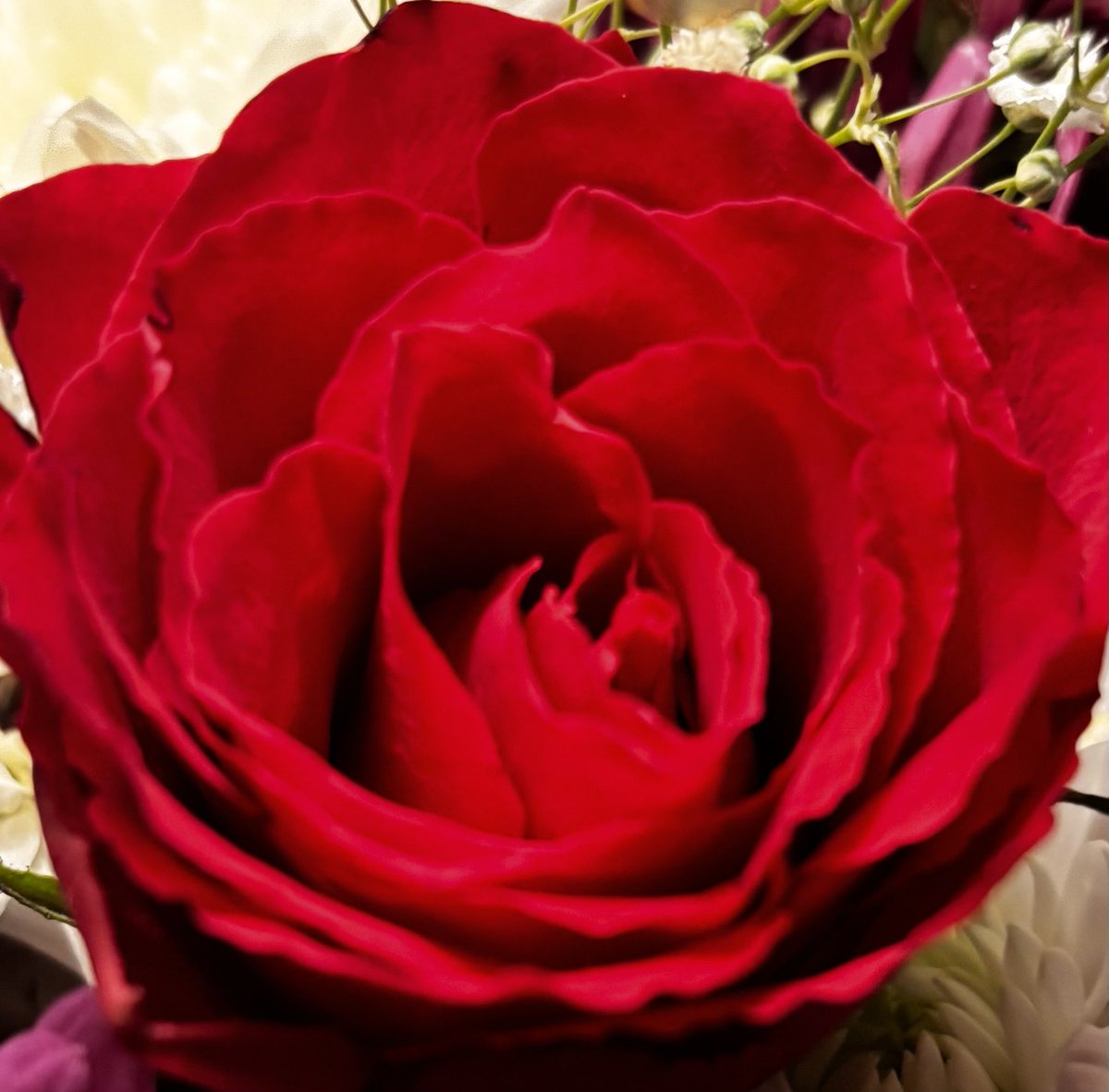 anniean73967235's tweet photo. #PerfectRed🌹 https://t.co/2O4twVEFK1