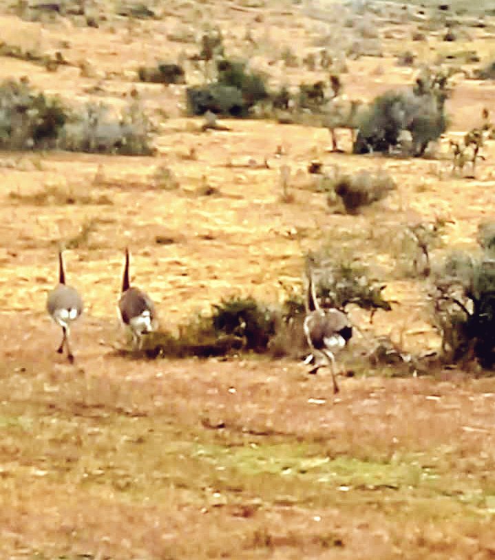 Ñandús en la Patagonia #puq