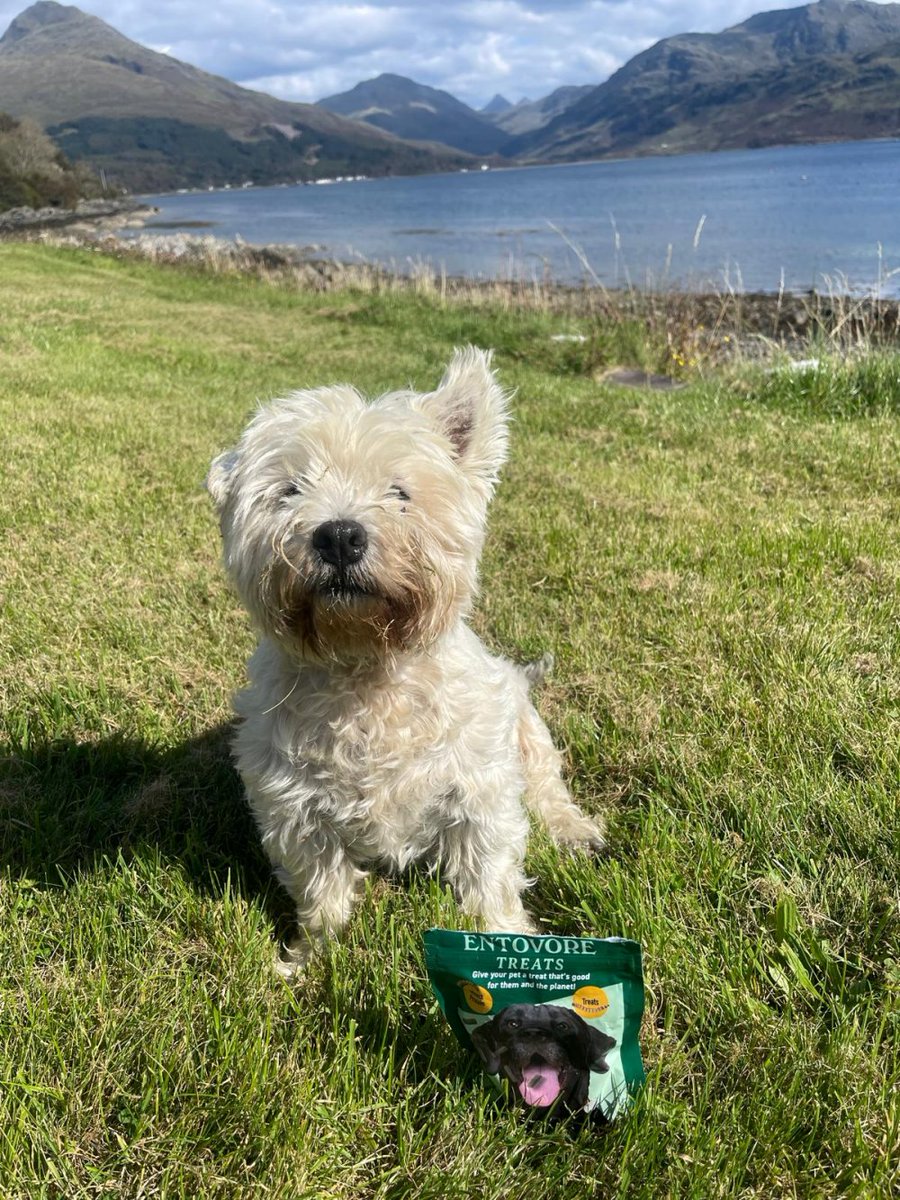 Julie -DogCast Radio tweet media