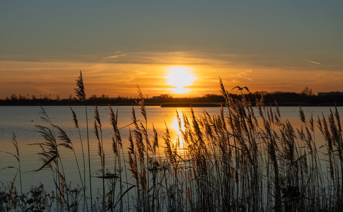 DorteHedengran's tweet photo. Another cold but beautiful evening by the lagoon🌤️
#Denmark #SonyAlpha #December29th #NaturePhotography #photooftheday #MondayVibes #MondayMood #sunset
📸Dorte Hedengran https://t.co/E6e4KKfukX