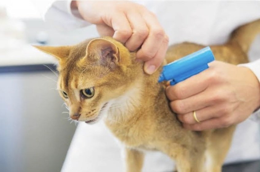 “Sahipsiz” Hayvanların Tedavi Hakkı Ellerinden Alınamaz!
halkcidogavehayvanseverler.org.tr/sahipsiz-hayva…