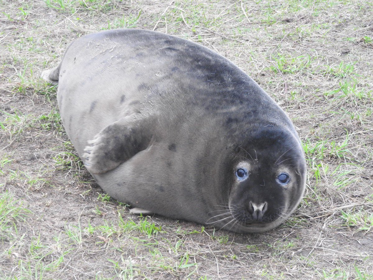 Nice wander round Donna Nook today